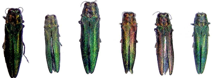 Emerald Ash Borers