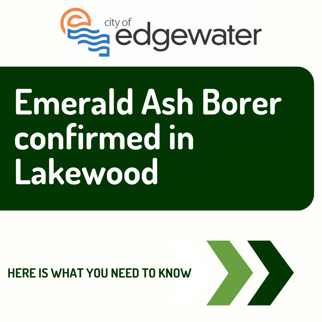 Emerald Ash Borer: Here's what you need to know